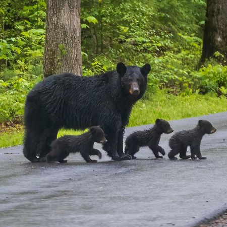 Willa Blue Mist Gatlinburg Zewnętrze zdjęcie